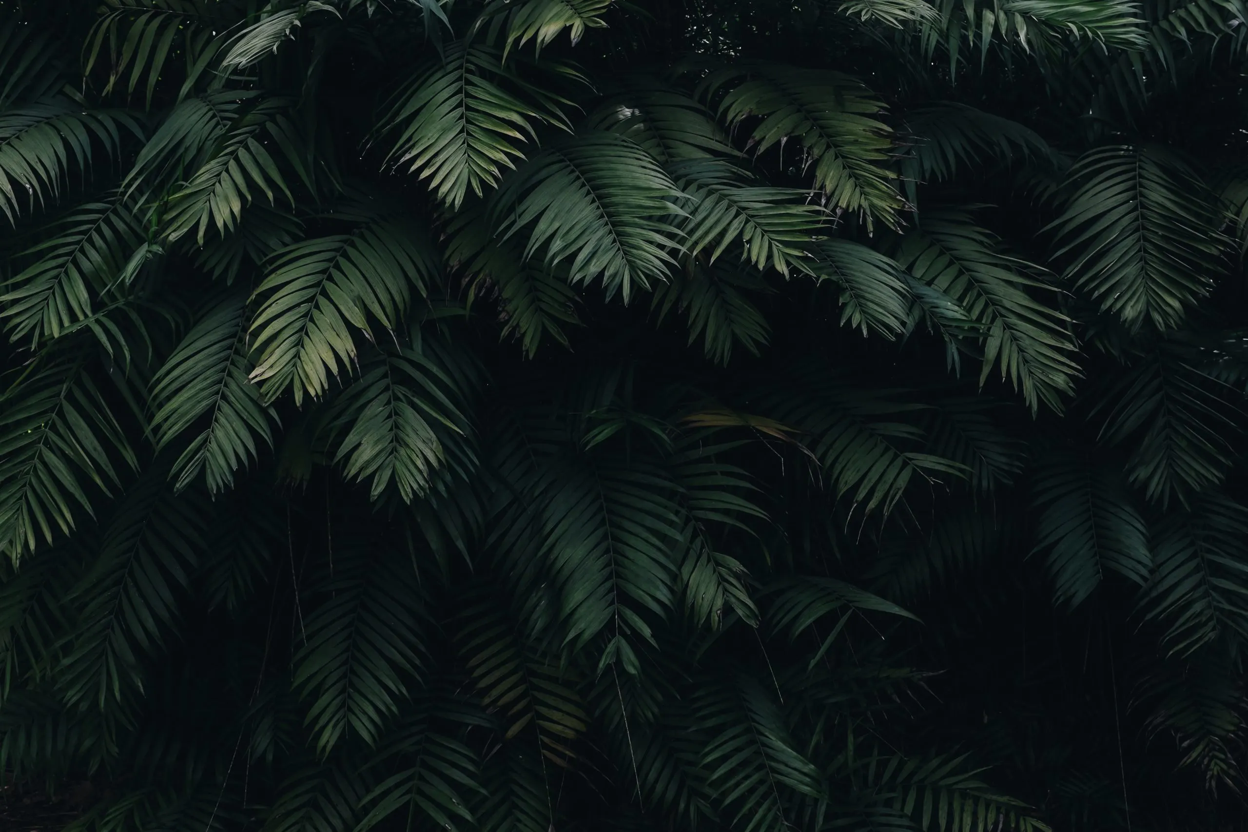 IZZI Background Leaf